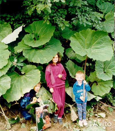 Многолетник белокопытник