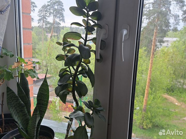 Каланхоэ блосфельда(лечебное)