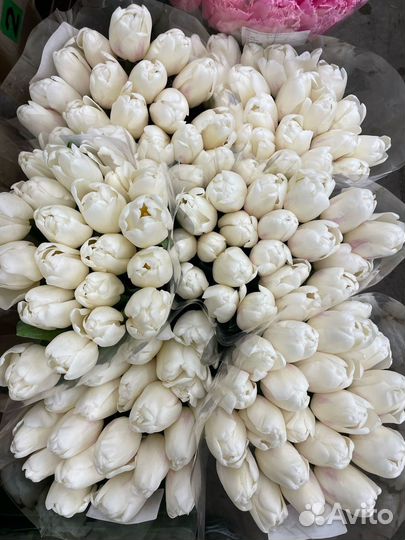 Цветы тюльпаны