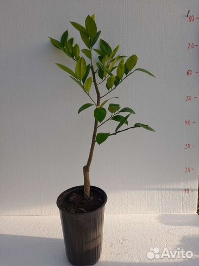 Саженцы лимона Мейера