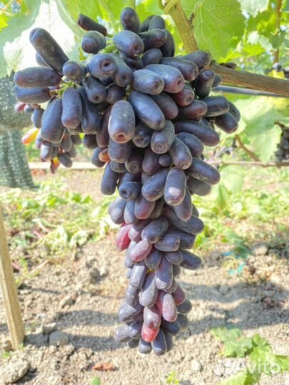 Черенки винограда аватар