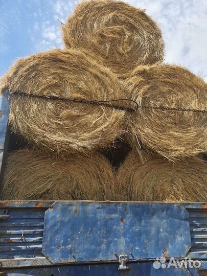 Сено степное зеленое в рулонах