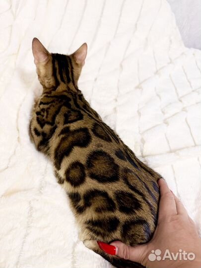 Бенгальский мальчик