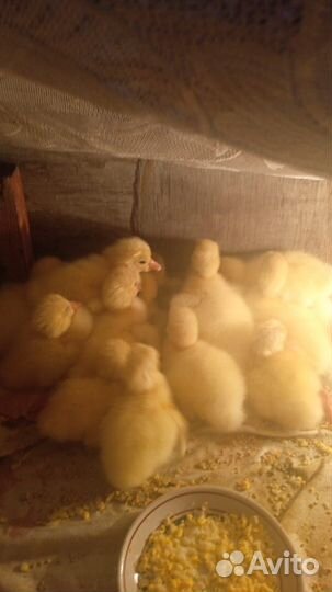 Гусята суточные