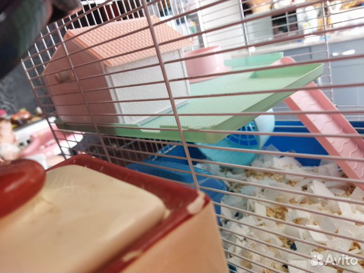 Джунгарские хомяки с клеткой