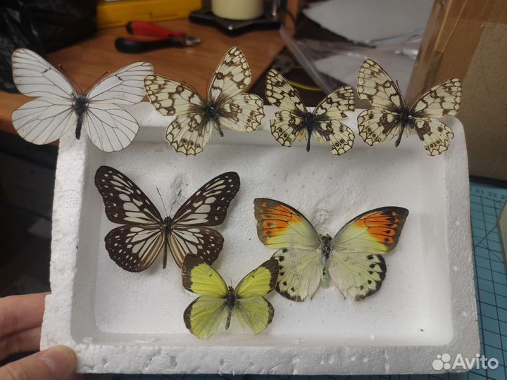 Всякие бабочки