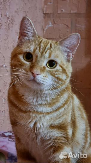 Котик с необычным окрасом