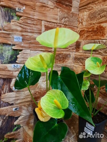 Антуриум Зизу, Ванила, Шерцера