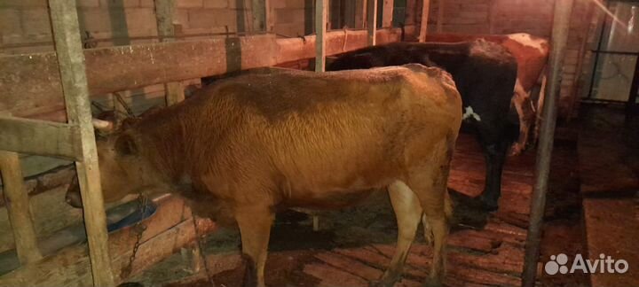 Коровы и телки стельные
