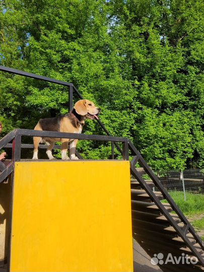 Мальчик Бигль ищет невесту на вязку