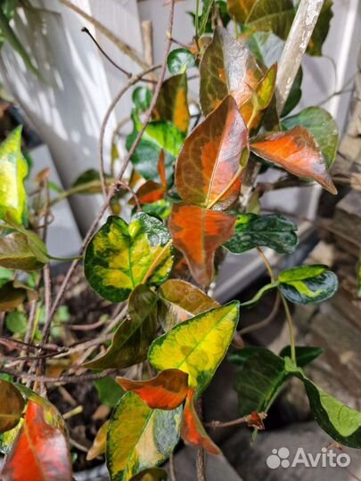 Трахелоспермумы:азиатск,трик,жасмин.,ринкоспермум