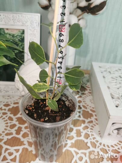 Фикус Бенжамина, Псевдоэрантемум