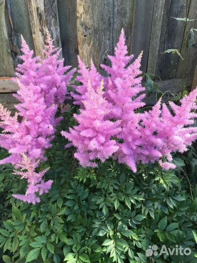 Астильба саженцы