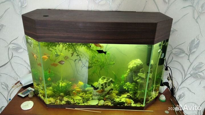 Аквариум