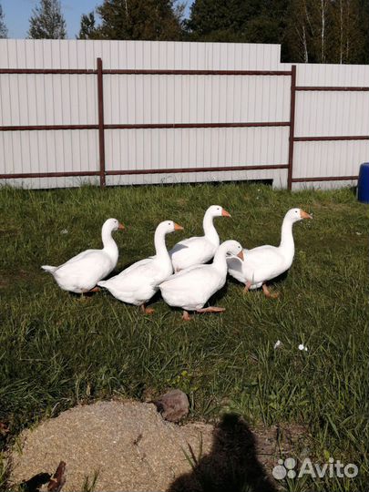 Гуси