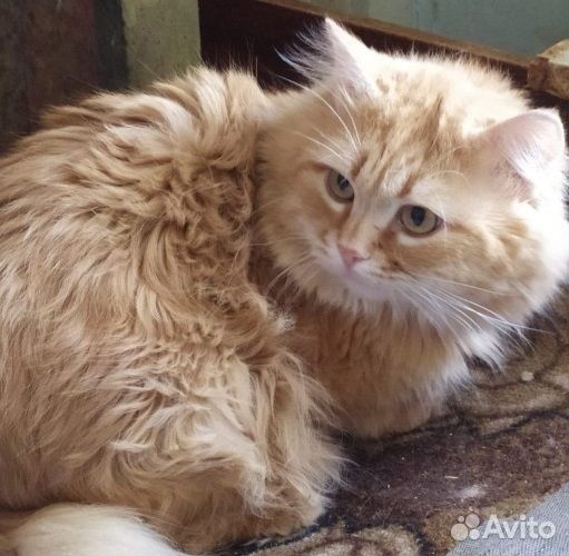 Рыжий котик