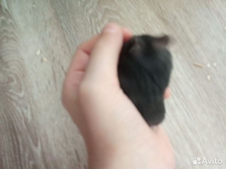 Джунгарский хомяк