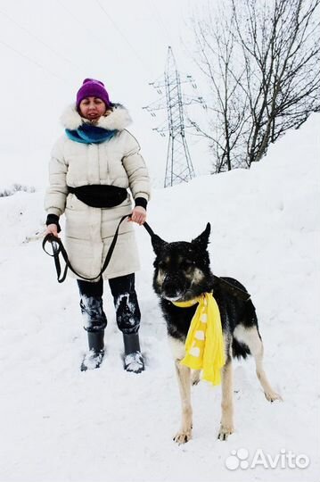 Янок-супер красивый пес в добрые руки