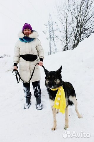 Янок-супер красивый пес в добрые руки