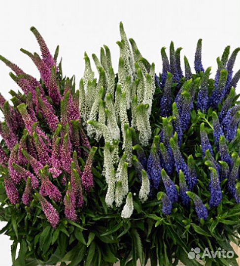 Вероника Микс