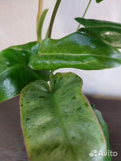 Филодендрон Карамель. Филодендрон