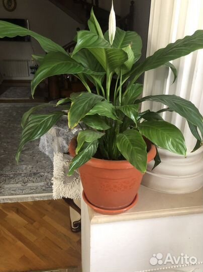 Цветок женское счастье