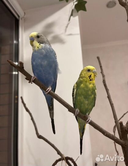 Продаю большую клетку для попугаев и 2 попугаев
