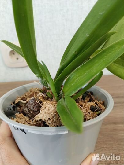 Каттлея Bc.Maikai x C.Porcia крупноцветковая