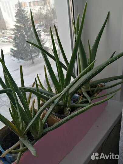 Алоэ вера и столетник