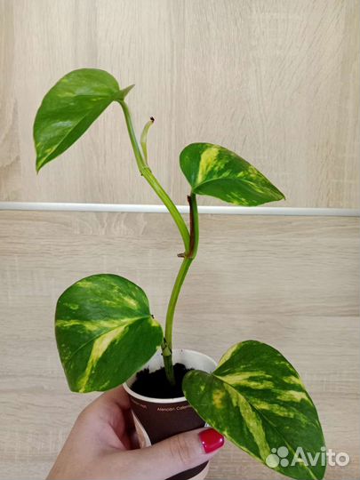 Сциндапсусы, Эпипремнумы