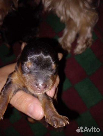 Йоркширский терьер щенки