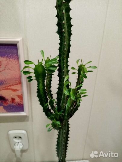 Молочай трехгранный