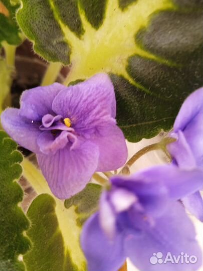 Фиалки разного цвета