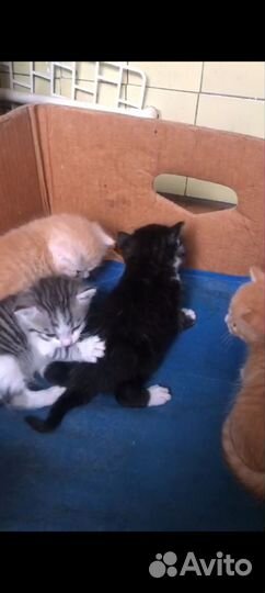 Котята крупнята