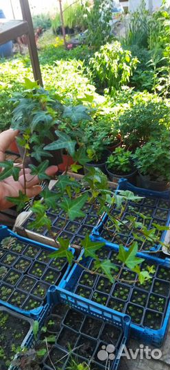 Плющ хедера