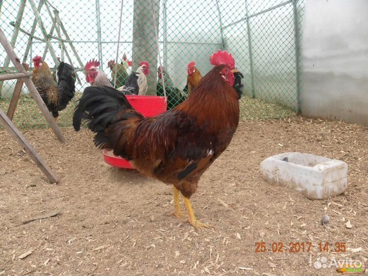 Петушки молодые