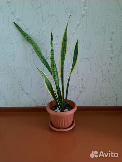 Сансевиерия Лауренти (с жёлтой каймой)