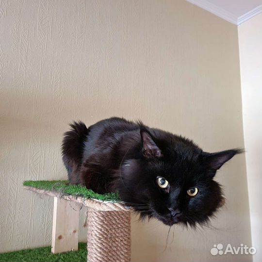 Кот мейн-кун вязка