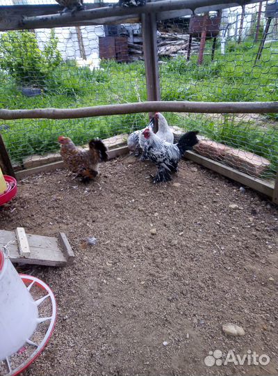 Мильфлер,падуан