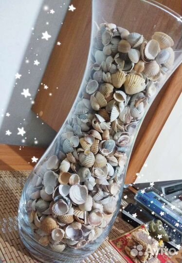 Ракушки Азовского моря