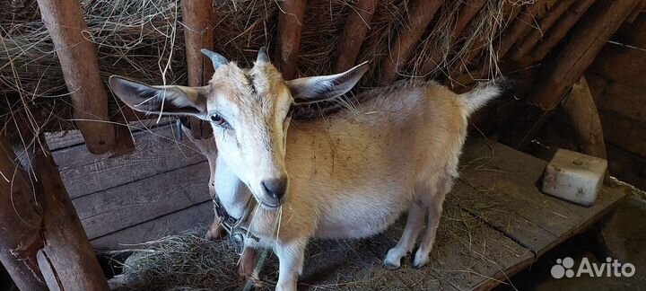 Козочки и козлик