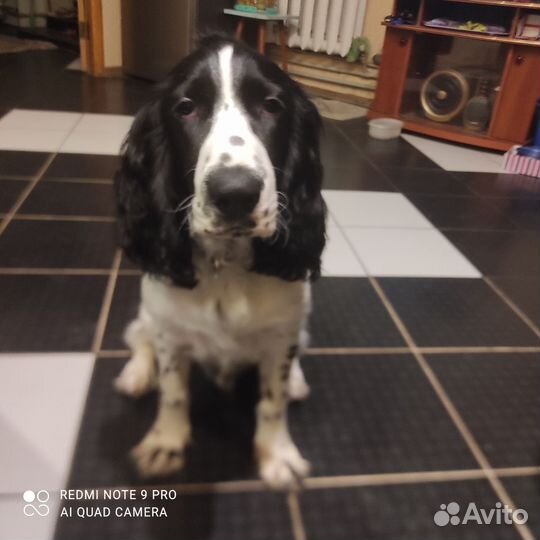 Русский спаниель