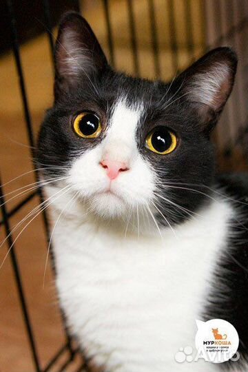 Кошка в дар