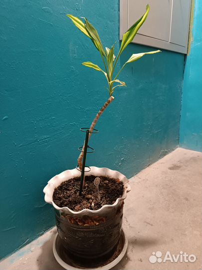 Гибискус китайская роза взрослый