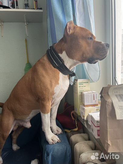 Вязка кобель американский стаффордширский терьер