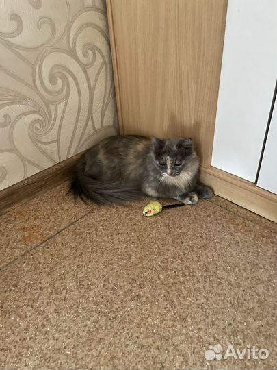 Отдам кошку