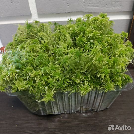 Мох сфагнум живой