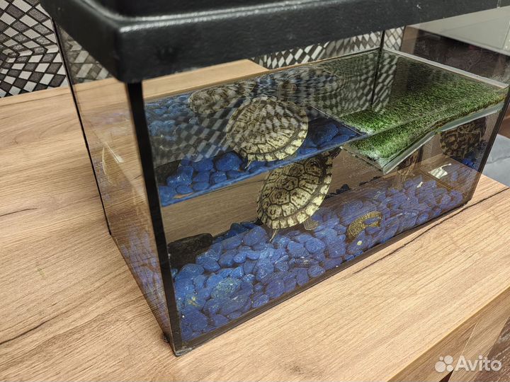 Красноухая черепаха