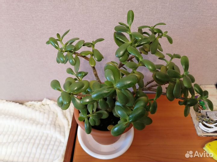 Денежное дерево