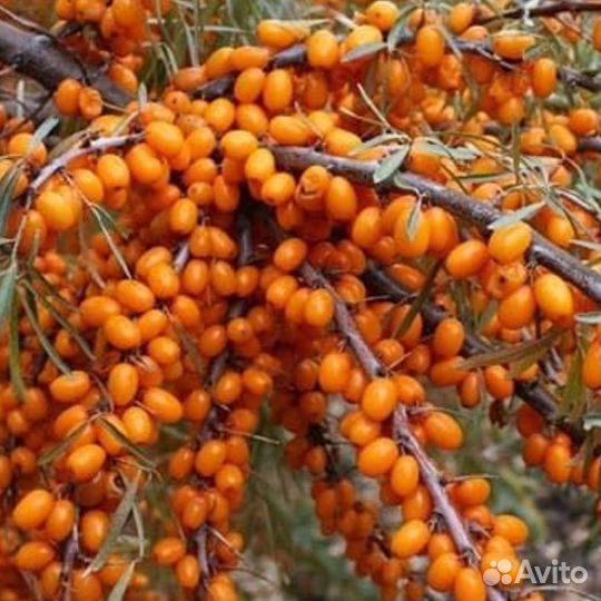 Сортовая безшипная облепиха саженцы